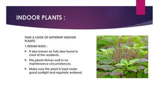INDOOR PLANTS :
TAKE A LOOK OF DIFFERENT INDOOR
PLANTS:
1.INDIAN BASIL :
 It also known as Tulsi also found in
most of the residents.
 This plants thrives well in no
maintenance circumstances.
 Make sure this plant is kept under
good sunlight and regularly watered.
 