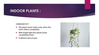 INDOOR PLANTS :
2.ENGLISH IVY :
 This plant need water only when the
soil is dried completely.
 With bright light this plants looks
completely fresh .
 It attracts lots of pest.
 