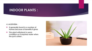 INDOOR PLANTS :
4. ALOEVERA :
 It generally found in a number of
homes because of benefits it gives
 This plant withstand in warm
condition so it required water when
the pot is dried .
 