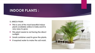 INDOOR PLANTS :
5. ARECA PALM :
 This is one of the most beautiful indoor
plants available online in India and it is
very easy to grow.
 This plant needs to not facing the direct
sunlight.
 Small container used to grow the plants.
 It required water to make the soil moist.
 