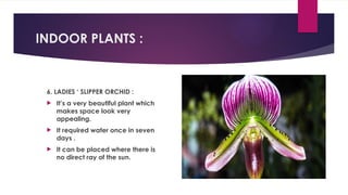 INDOOR PLANTS :
6. LADIES ‘ SLIPPER ORCHID :
 It’s a very beautiful plant which
makes space look very
appealing.
 It required water once in seven
days .
 It can be placed where there is
no direct ray of the sun.
 