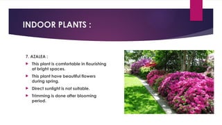INDOOR PLANTS :
7. AZALEA :
 This plant is comfortable in flourishing
at bright spaces.
 This plant have beautiful flowers
during spring.
 Direct sunlight is not suitable.
 Trimming is done after blooming
period.
 