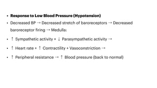 Example Bp Regulation Regulation of blood pressure in detail.pdf