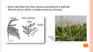  Each male floret has three stamens consisting of a stalk-like
filament and an anther, or pollen-producing structure.
 