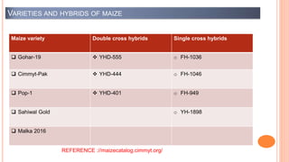 VARIETIES AND HYBRIDS OF MAIZE
Maize variety Double cross hybrids Single cross hybrids
 Gohar-19  YHD-555 o FH-1036
 Cimmyt-Pak  YHD-444 o FH-1046
 Pop-1  YHD-401 o FH-949
 Sahiwal Gold o YH-1898
 Malka 2016
REFERENCE ://maizecatalog.cimmyt.org/
 