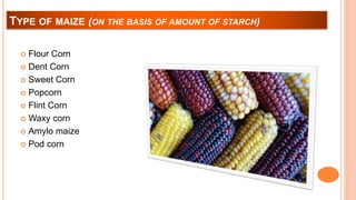 TYPE OF MAIZE (ON THE BASIS OF AMOUNT OF STARCH)
 Flour Corn
 Dent Corn
 Sweet Corn
 Popcorn
 Flint Corn
 Waxy corn
 Amylo maize
 Pod corn
 