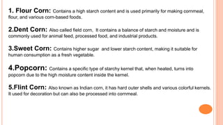 1. Flour Corn: Contains a high starch content and is used primarily for making cornmeal,
flour, and various corn-based foods.
2.Dent Corn: Also called field corn, It contains a balance of starch and moisture and is
commonly used for animal feed, processed food, and industrial products.
3.Sweet Corn: Contains higher sugar and lower starch content, making it suitable for
human consumption as a fresh vegetable.
4.Popcorn: Contains a specific type of starchy kernel that, when heated, turns into
popcorn due to the high moisture content inside the kernel.
5.Flint Corn: Also known as Indian corn, it has hard outer shells and various colorful kernels.
It used for decoration but can also be processed into cornmeal.
 