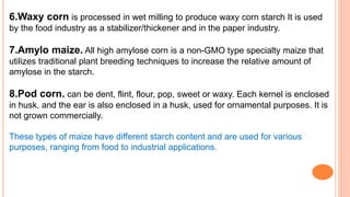 6.Waxy corn is processed in wet milling to produce waxy corn starch It is used
by the food industry as a stabilizer/thickener and in the paper industry.
7.Amylo maize. All high amylose corn is a non-GMO type specialty maize that
utilizes traditional plant breeding techniques to increase the relative amount of
amylose in the starch.
8.Pod corn. can be dent, flint, flour, pop, sweet or waxy. Each kernel is enclosed
in husk, and the ear is also enclosed in a husk, used for ornamental purposes. It is
not grown commercially.
These types of maize have different starch content and are used for various
purposes, ranging from food to industrial applications.
 