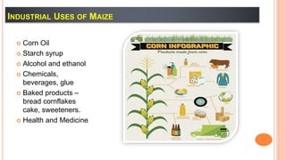 INDUSTRIAL USES OF MAIZE
 Corn Oil
 Starch syrup
 Alcohol and ethanol
 Chemicals,
beverages, glue
 Baked products –
bread cornflakes
cake, sweeteners.
 Health and Medicine
 