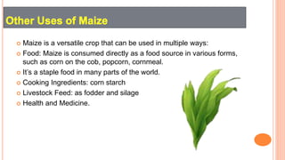  Maize is a versatile crop that can be used in multiple ways:
 Food: Maize is consumed directly as a food source in various forms,
such as corn on the cob, popcorn, cornmeal.
 It’s a staple food in many parts of the world.
 Cooking Ingredients: corn starch
 Livestock Feed: as fodder and silage
 Health and Medicine.
 