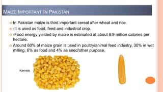MAIZE IMPORTANT IN PAKISTAN
 In Pakistan maize is third important cereal after wheat and rice.
 -It is used as food, feed and industrial crop.
 -Food energy yielded by maize is estimated at about 6.9 million calories per
hectare.
 Around 60% of maize grain is used in poultry/animal feed industry, 30% in wet
milling, 6% as food and 4% as seed/other purpose.
Kernels
 