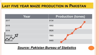 LAST FIVE YEAR MAIZE PRODUCTION IN PAKISTAN
Year Production (tones)
2017 6134
2018 5902
2019 6826
2020-21 7883
2022-23 8465
Source: Pakistan Bureau of Statistics
 