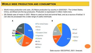 WORLD WIDE PRODUCTION AND CONSUMPTION
 World maize production and uses. (A) Maize production by country in 2020/2021. The United States,
China, and Brazil are the top producers. Production is expressed in million metric tons.
 (B) Global uses of maize in 2021. Maize is used as food and animal feed, and as a source of biofuel. It
can also be processed into a wide range of useful chemicals.
Data source: OECD/FAO, 2021; forecast.
 