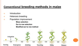 Conventional breeding methods in maize
 Introduction
 Heterosis breeding
 Population improvement
 Mass selection
 Ear to row selection
 Modified ear to row method
 