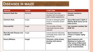 DISEASES IN MAIZE
DISEASE CAUSE SYMPTOMS CONTROL
Bacterial Stalk Rot Bacterial The basal internodes
develop soft rot and give a
water soaked appearance.
disease resistance
varieties
Common Rust fungal Circular to elongate golden
brown or cinnamon brown,
powdery
Spray Mancozeb 2.5g/lit or
Dithane M-45 spray can be
taken (0.4%)
Charcoal-Rot fungal The out sides of lower
internodes become straw
coloured.
Use resistant varieties like
DHM 103
Black Bundle Disease and
Late Wilt
fungal Leaves become dull green,
eventually loose colour and
become dry.
Seed treatment with
Thiram or Captan 3g/kg
seed
Downy Mildews fungal Chlorosis, white stripes,
stunting with downy
fungal
Seed treatment with
Metalaxyl at 4 g/kg and
foliar spray of Mancozeb
2.5 g/l or Metalaxyl MZ at
2g/l is recommended.
 