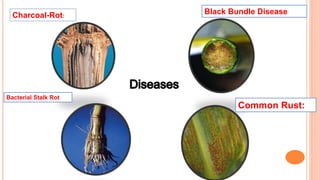 Black Bundle Disease
Charcoal-Rot:
Common Rust:
Bacterial Stalk Rot
 