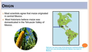 ORIGIN
 Most scientists agree that maize originated
in central Mexico.
 Most historians believe maize was
domesticated in the Tehuacán Valley of
Mexico.
Here you can see a map of the American continent showing
where corn was domesticated (the Balsas river basin in
Mexico).
 