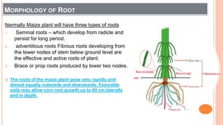MORPHOLOGY OF ROOT
Normally Maize plant will have three types of roots
1. Seminal roots – which develop from radicle and
persist for long period.
2. adventitious roots Fibrous roots developing from
the lower nodes of stem below ground level are
the effective and active roots of plant.
3. Brace or prop roots produced by lower two nodes.
 The roots of the maize plant grow very rapidly and
almost equally outwards and downwards. Favorable
soils may allow corn root growth up to 60 cm laterally
and in depth.
 