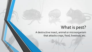 What is pest?
A destructive insect, animal or microorganism
that attacks crops, food, livestock, etc.
 