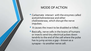 MODE OF ACTION
• Carbamate interact with the enzymes called
acetylcholinesterase and other
cholinesterase, which disrupt the nerve
impulses.
• It causes the insect to be disabled or killed.
• Basically, nerve cells in the brains of humans
or insects send tiny electrical pulses down
tendrils to the end of the cell where the pulse
has to jump across a gap – known as a
synapse – to another nerve cell.
 