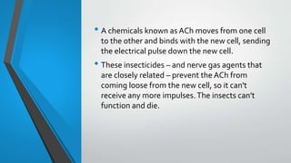 • A chemicals known as ACh moves from one cell
to the other and binds with the new cell, sending
the electrical pulse down the new cell.
• These insecticides – and nerve gas agents that
are closely related – prevent the ACh from
coming loose from the new cell, so it can't
receive any more impulses.The insects can't
function and die.
 