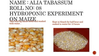 Take Half kg maize seeds and washed
with water .
Kept in bleach for half hour and
soaked in water for 12 hours
 