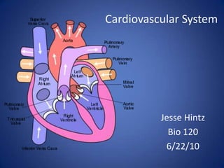 Cardiovascular System   Jesse Hintz Bio 120 6/22/10 