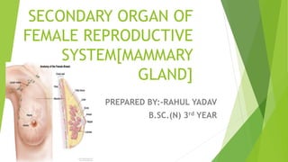 SECONDARY ORGAN OF
FEMALE REPRODUCTIVE
SYSTEM[MAMMARY
GLAND]
PREPARED BY:-RAHUL YADAV
B.SC.(N) 3rd YEAR
 