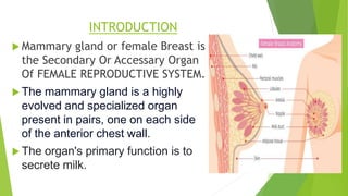  Female reproductive system Presentation (5) Rahul.pptx