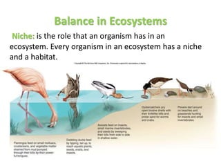 Balance in Ecosystems
Niche: is the role that an organism has in an
ecosystem. Every organism in an ecosystem has a niche
and a habitat.
 