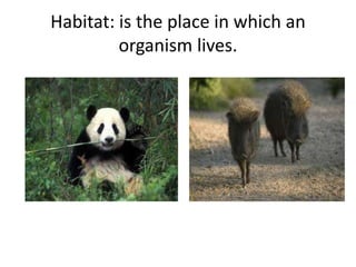 Habitat: is the place in which an
organism lives.
 