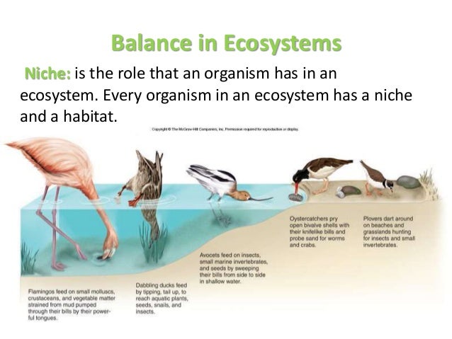 Ecosystems Science Kids