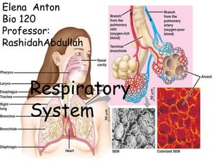 Elena  Anton Bio 120 Professor: RashidahAbdullah                      Respiratory System 