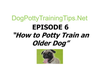 DogPottyTrainingTips.Net EPISODE 6“How to Potty Train an Older Dog” 