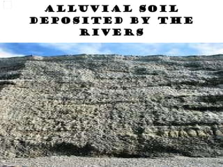 Alluvial Soil deposited by the rivers 