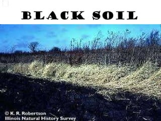 Black Soil 