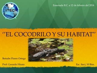 Ensenada B.C. a 12 de febrero del 2014

‘’EL COCODRILO Y SU HABITAT’’

Betsabe Flores Ortega
Prof: Gerardo Hirata

Esc. Iteci, 10 Bim.

 