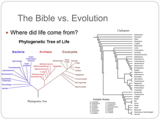 The Bible vs. Evolution 
 Where did life come from? 
Phylogenetic Tree 
Cladogram 
 