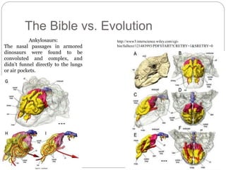 The Bible vs. Evolution 
Ankylosaurs: 
The nasal passages in armored 
dinosaurs were found to be 
convoluted and complex, and 
didn’t funnel directly to the lungs 
or air pockets. 
http://www3.interscience.wiley.com/cgi-bin/ 
fulltext/121483993/PDFSTART?CRETRY=1&SRETRY=0 
 