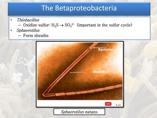• Thiobacillus
– Oxidize sulfur: H2S  SO4
2– (important in the sulfur cycle)
• Sphaerotilus
– Form sheaths
The Betaproteobacteria
Sphaerotilus natans.
Bacterial cell
Sheath
 