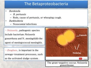 The Betaproteobacteria
• Bordetella
– B. pertussis
– Rods, cause of pertussis, or whooping cough.
• Burkholderia
– Nosocomial infections
- Zoogloea , is important in the
sewage-treatment processes, such
as the activated sludge system .
- Neisseria , pathogenic species
include bacterium Neisseria
gonorrhoea and N. meningitidis the
agent of meningococcal meningitis.
The gram-negative coccus Neisseria
gonorrhoeae.
Capsule
Fimbriae
 