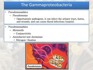 • Pseudomonadales
– Pseudomonas
• Opportunistic pathogens, it can infect the urinary tract, burns,
and wounds, and can cause blood infections (sepsis).
The Gammaproteobacteria
Pseudomonas
• Pseudomonadales
– Moraxella
• Conjunctivitis
– Azotobacter and Azomonas
• Nitrogen- fixation
 