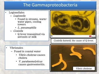 • Legionellales
– Legionella
• Found in streams, warm-
water pipes, cooling
towers
• L. pneumophilia
– Coxiella
• Q fever transmitted via
aerosols or milk
The Gammaproteobacteria
• Vibrionales
– Found in coastal water
• Vibrio cholerae causes
cholera
• V. parahaemolyticus
causes gastroenteritis.
Coxiella burnetii, the cause of Q fever.
Vibrio cholerae.
 