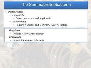 • Pasteurellales
– Pasteurella
• Cause pneumonia and septicemia
– Haemophilus
• Require X (heme) and V (NAD+, NADP+) factors
The Gammaproteobacteria
• Beggiatoa
– Oxidize H2S to S0 for energy
• Francisella
– causes the disease tularemia.
 