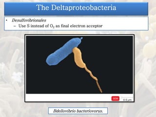 • Desulfovibrionales
– Use S instead of O2 as final electron acceptor
The Deltaproteobacteria
Bdellovibrio bacteriovorus.
 