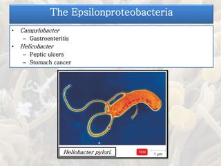 • Campylobacter
– Gastroenteritis
• Helicobacter
– Peptic ulcers
– Stomach cancer
The Epsilonproteobacteria
Heliobacter pylori.
 