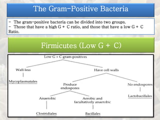 The Gram-Positive Bacteria
- The gram-positive bacteria can be divided into two groups.
- Those that have a high G + C ratio, and those that have a low G + C
Ratio.
Firmicutes (Low G + C)
 