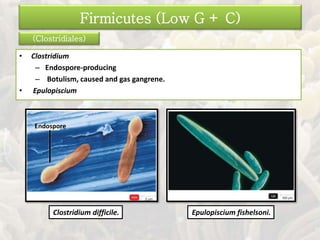 Firmicutes (Low G + C)
• Clostridium
– Endospore-producing
– Botulism, caused and gas gangrene.
• Epulopiscium
Endospore
(Clostridiales)
Clostridium difficile. Epulopiscium fishelsoni.
 