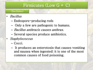 • Bacillus
– Endospore-producing rods
– Only a few are pathogenic to humans.
– Bacillus anthracis causes anthrax.
– Several species produce antibiotics.
• Staphylococcus
– Cocci.
– It produces an enterotoxin that causes vomiting
and nausea when ingested; it is one of the most
common causes of food poisoning.
Firmicutes (Low G + C)
(Bacillales)
 