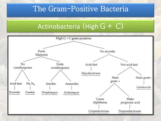 Actinobacteria (High G + C)
The Gram-Positive Bacteria
 